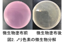 ノリ色素の微生物分解