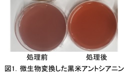 微生物変換した黒米アントシアニン